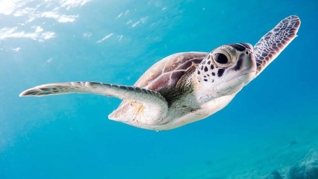 Onderwaterwereld Bonaire zeeschildpad